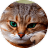 Стикерпак CatsBySmol