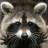 Telegram-канал Procyon/raccoon/енот