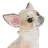 Telegram-канал Golden Chihuahua