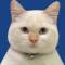 Канал CATS & ONLY 🐾 в Telegram