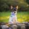 Канал 🐾Dog Photos/Zakky📷 в Telegram