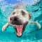 Канал @animals_zoofun в Telegram