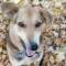 Канал Dog.called.Sky в Telegram