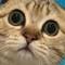 Канал 🄺🄾🅃 🄰🄼🅄🅁 🄸 🄶🄴🄽🄰 в Telegram