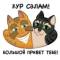 Канал Коты Казани | Помощь бездомным мурлыкам в Telegram