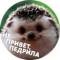 Стикеры Упоротые ёжики в Telegram