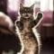 Канал Котики tiktok video cats кошки в Telegram