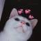 Канал love pictures в Telegram