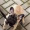 Канал French Bulldog Terra Tanro в Telegram