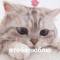 Стикеры котики и мы в Telegram