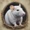 Канал The Daily Rat в Telegram