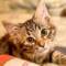 Канал Entropy The Cat в Telegram