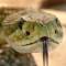 Канал Мир змей / World of snakes в Telegram