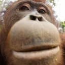 Канал Daily Monkeys в Telegram
