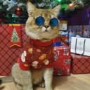 Канал 😻КОТЯТА В ГРОЗНОМ 🎁ЖИВОЙ ПОДАРОК инстагр 💖kotiki_v_groznom95 в Telegram