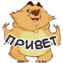 Стикеры Медведь Боб в Telegram