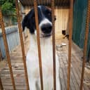 Канал Поможем животным🐕🐈 вместе! Ростов-на-Дону! в Telegram