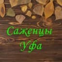 Канал Саженцы | Цветы | Уфа в Telegram