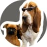 Telegram-канал Chudiki_dogs
