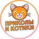 Канал Приколы и Котики в Telegram