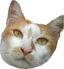 Стикеры Мявс в Telegram