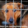 Telegram-канал Сообщество волонтёров Ногинского приюта 🐕