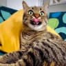 Telegram-канал Милые котики😻