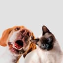 Канал Haven Pets🦊Гавань домашних животных в Telegram