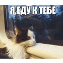 Стикеры Котеечные дела в Telegram