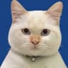 Telegram-канал CATS & ONLY 🐾