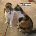 Стикеры Котик Цмок 2 в Telegram