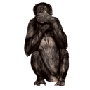 Стикеры YANKEEMONKEY в Telegram