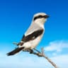 Telegram-канал Шрайк Ньюс