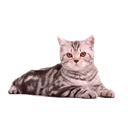 Стикеры somecats в Telegram