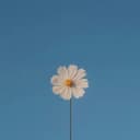 Канал Bloom в Telegram