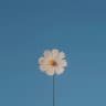 Telegram-канал Bloom