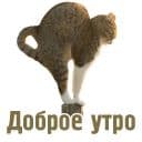 Стикеры Комичные животные в Telegram