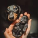 Канал Таксмания 🐶 в Telegram