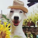 Канал Funny Animals 🕊 в Telegram