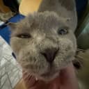 Канал skinny kitty в Telegram