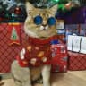 Telegram-канал 😻КОТЯТА В ГРОЗНОМ 🎁ЖИВОЙ ПОДАРОК инстагр 💖kotiki_v_groznom95