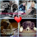 Канал ❤️#кураторы_Света&Мила Помощь хвостикам Ростов на Дону и область у нас 🐶🐱🦮🐕‍🦺🐕более 160 хвостиков🐾 в Telegram