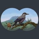 Канал Уральский птицезыр в Telegram