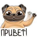 Стикеры Мопс в Telegram