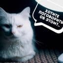 Стикеры Коты-психологи в Telegram