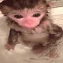 Канал бибизяны в Telegram