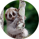 Стикеры Lovely Lemurs в Telegram