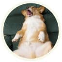 Стикеры Корги в Telegram