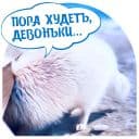 Стикеры Собаки и лисички в Telegram
