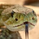 Канал Мир змей / World of snakes в Telegram